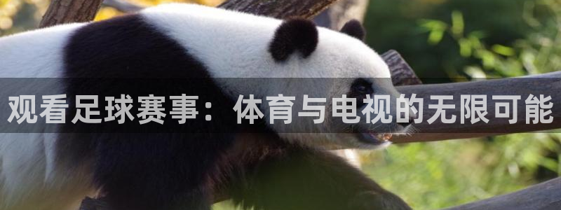 观看足球赛事：体育与电视的无限可能