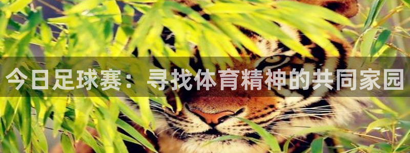 今日足球赛：寻找体育精神的共同家园