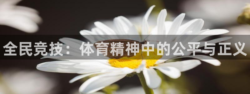 全民竞技：体育精神中的公平与正义